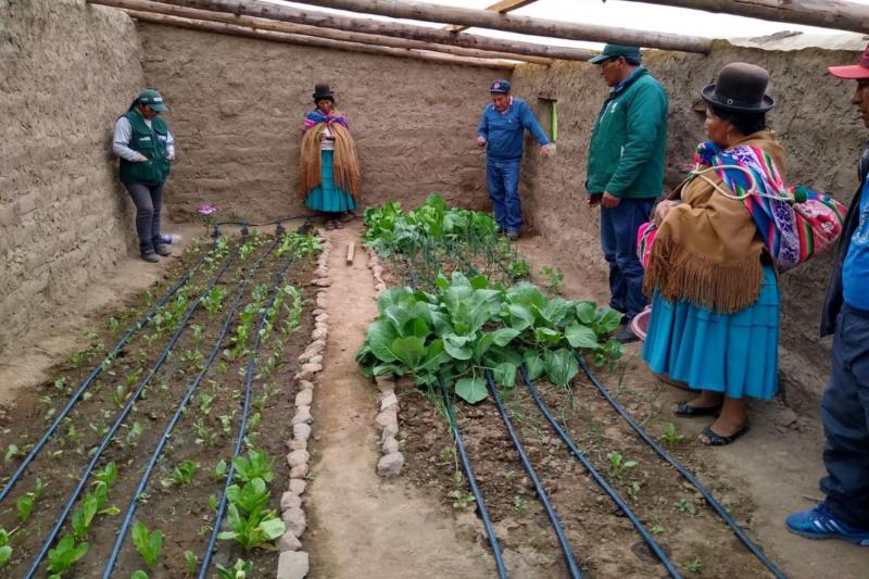 Agricultores de zonas altoandinas logran aumentar producción de alimentos con implementación de fitotoldos