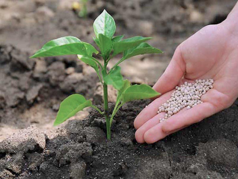 Agricultores deben usar fertlizantes especializados que les aseguran mayor productividad y son más amigables con el medio ambiente