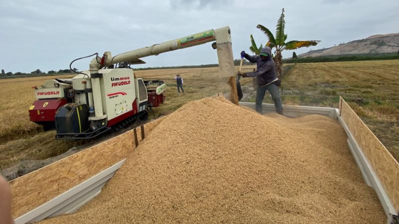 Agricultores del valle de Tambo cosechan 3.000 hectáreas de arroz en campaña 2025