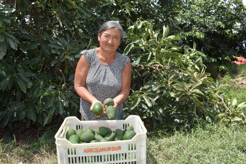 Agricultores del Valle Supe exportan palta por tercer año consecutivo de manera exitosa