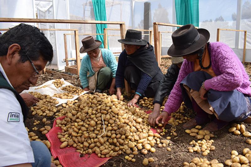 Agricultores logran producir semilla certificada de papa con asistencia técnica del INIA