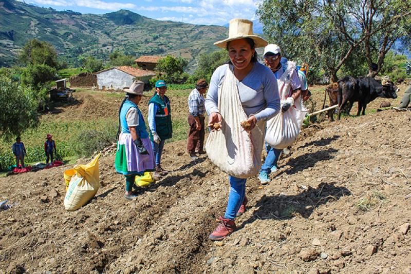 Agricultura familiar de zonas altoandinas mejorarán el manejo de cultivo de papa