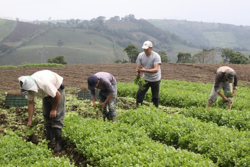 AGRICULTURA FAMILIAR ES CLAVE CONTRA EL HAMBRE EN LATINOAMÉRICA