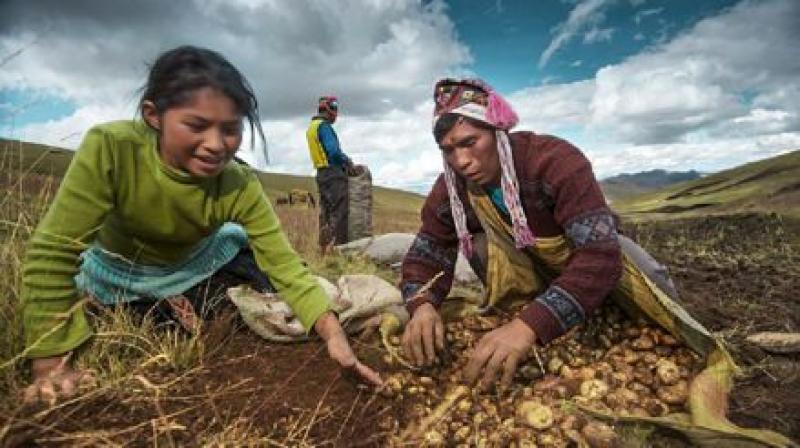 “Agricultura Familiar es clave en todo sistema agroalimentario”