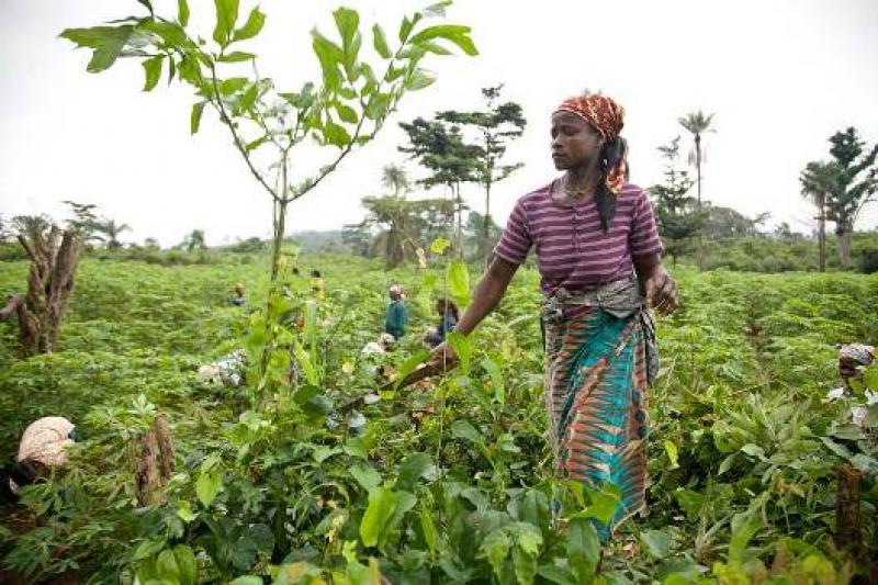 AGRO AFRICANA PODRÍAN PRODUCIR ALIMENTOS POR US$ 1 TRILLÓN EN 2030 