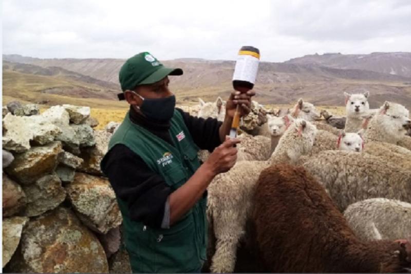 Agro Rural atendió a más de 1.7 millones de cabezas de ganado durante el 2021