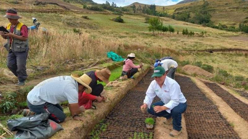 Agro Rural culminará producción de 1.5 millones de plantones forestales a fines de octubre