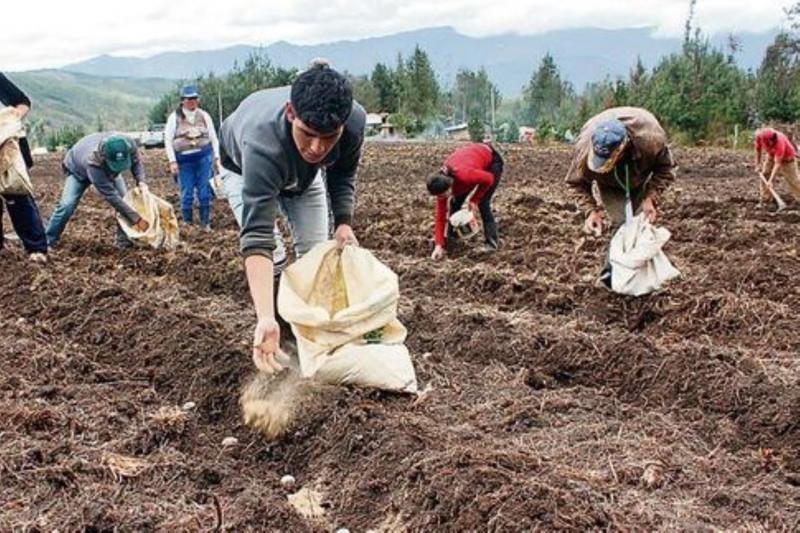 Agro Rural entrega 1.650 toneladas de guano de las islas en 13 regiones