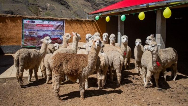 Agro Rural entrega más de 565 cobertizos y 1.716 fitotoldos en 14 regiones