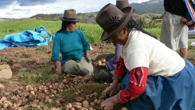 Agro Rural presupuestó S/ 13.4 millones para subvencionar a pequeños y medianos productores