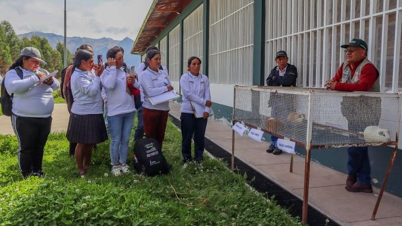 Agro Rural promueve la transformación de la crianza familiar de cuyes hacia modelos empresariales sostenibles