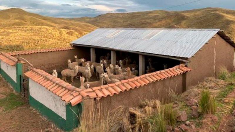 Agro Rural: se compromete a proteger más de 2 millones de cabeza de ganado frente al friaje