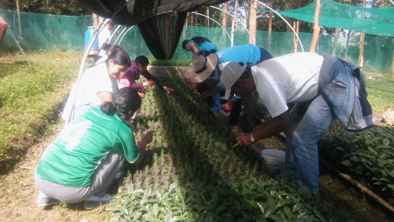 Agro Rural y Municipalidad de Chachapoyas producirán 103 mil plantones forestales y frutales