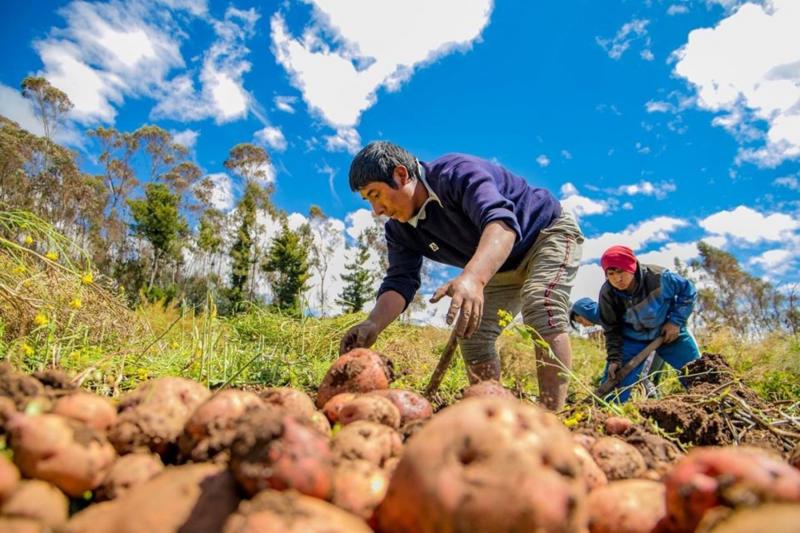 Agrobanco colocaría créditos por aproximadamente S/ 300 millones este año en beneficio de 30 mil pequeños productores