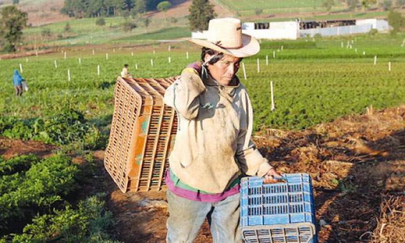 AGROBANCO ESTIMA SUPERAR LOS S/. 20 MILLONES EN UTILIDADES NETAS 