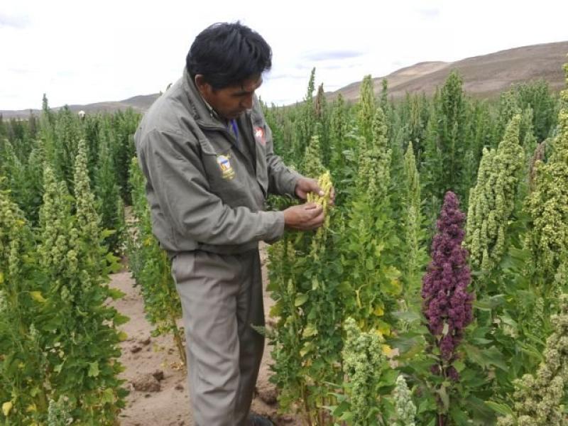 AGROBANCO FINANCIA RECONVERSIÓN DE ALGODÓN POR QUINUA EN CAÑETE