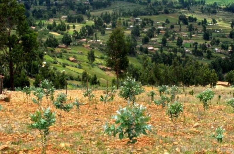 AGROBANCO LANZARÁ CRÉDITO FORESTAL PARA UCAYALI