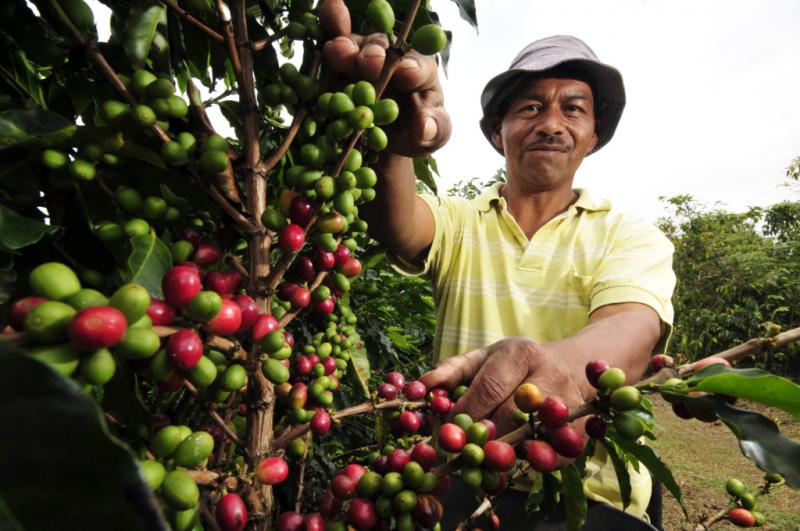 Agrobanco otorgó 35.971 créditos a pequeños caficultores por un aproximado de S/ 477 millones desde 2013