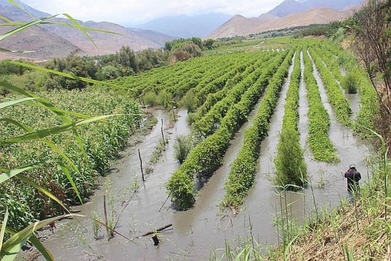 Agrobanco y Mibanco reportan pérdidas y cartera afectada por El Niño Costero