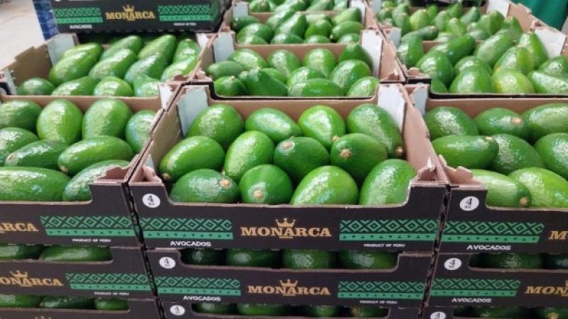 Agrocosta redujo envíos de palta en su pico de producción y priorizó los despachos en el final de la temporada, donde los precios comenzaron a recuperarse