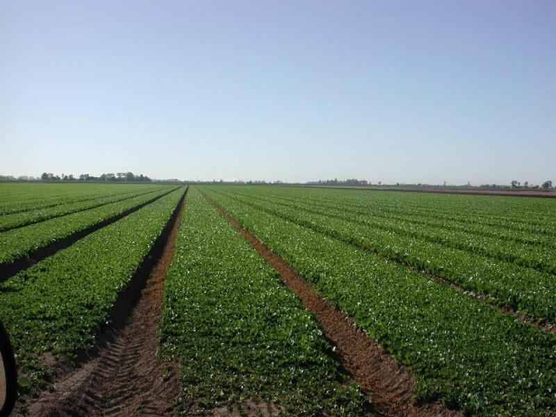 AGROECOLOGÍA FOMENTA EL DESARROLLO DE PEQUEÑOS PRODUCTORES