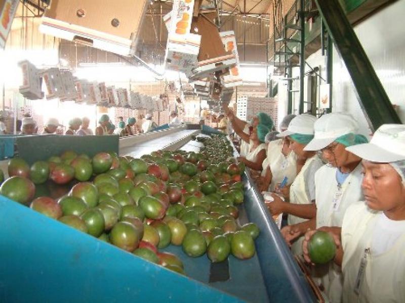 AGROEXPORTACIÓN Y DIVERSIFICACIÓN DE CULTIVOS IMPULSAN EMPLEOS EN PIURA