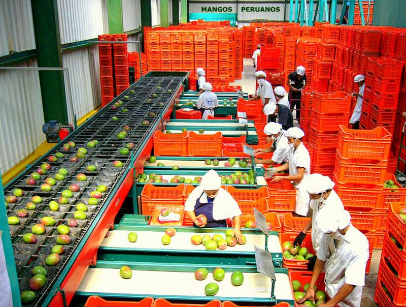 AGROEXPORTACIONES CRECERÍAN MÁS DEL 15% ESTE AÑO