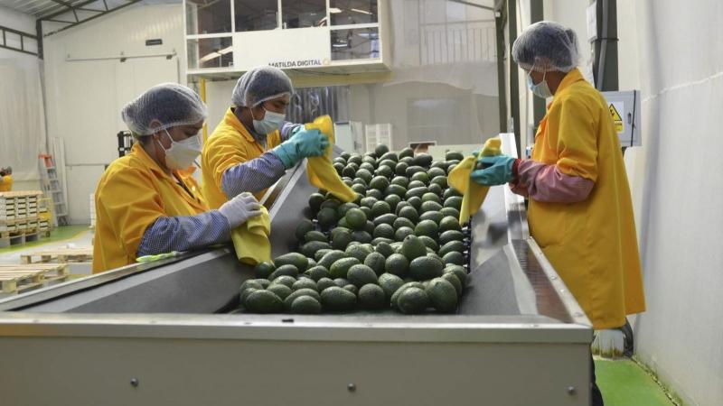 Agroexportaciones crecieron 6.7% en valor durante el primer bimestre de 2026
