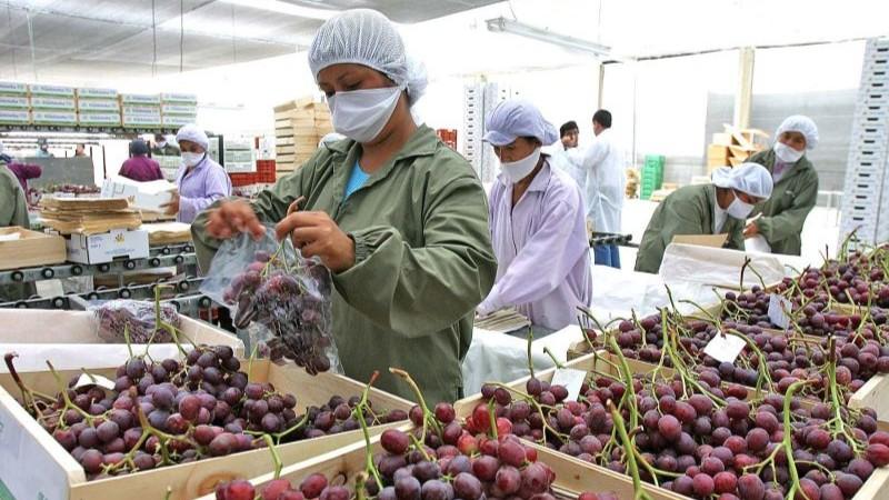 Agroexportaciones del interior del Perú sumaron US$ 1.889 millones en primer bimestre del 2025, reflejando un aumento de 22%