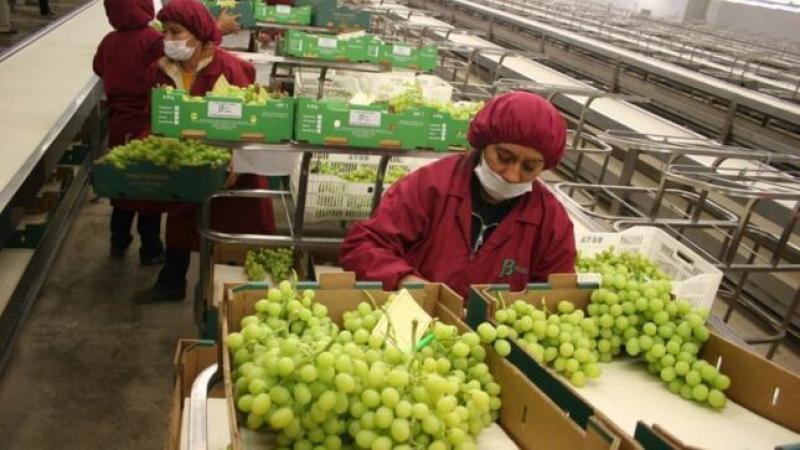 Agroexportaciones peruanas sumaron US$ 515 millones en abril de 2024, mostrando una caída de -5.1%