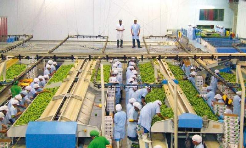 AGROEXPORTACIONES SIGUEN DANDO BATALLA