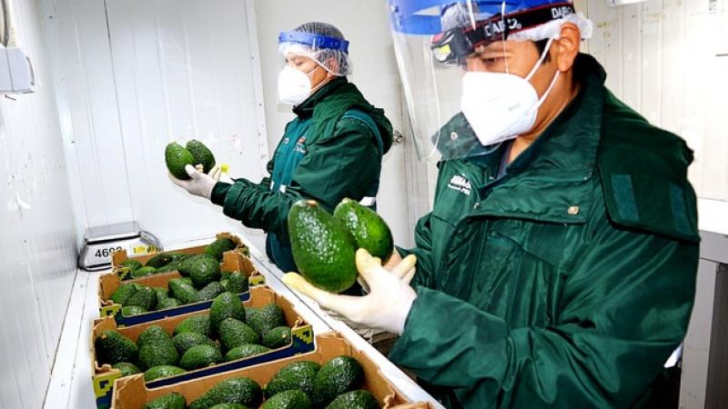 Agroexportadores de palta se preparan para conquistar el mercado de Malasia