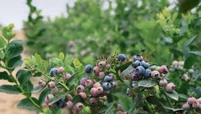 Agroextiende prueba nuevas variedades de arándanos para finca en Piura