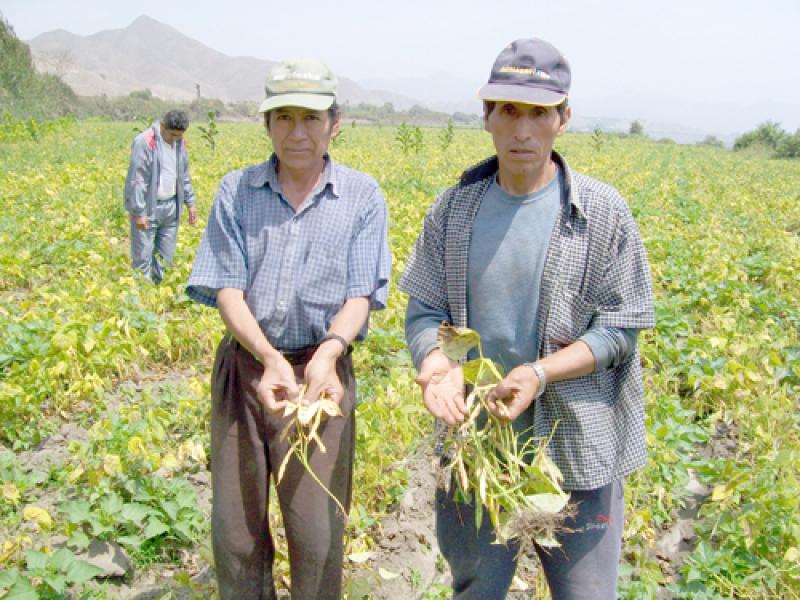 AGROIDEAS APORTARÁ CERCA DE S/. 2,5 MILLONES EN SEIS REGIONES DEL PAÍS