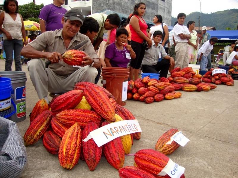 AGROIDEAS APRUEBA 08 PLANES DE NEGOCIOS PARA LEONCIO PRADO, HUÁNUCO