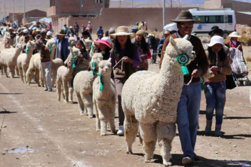 Agroideas destinará S/ 10 millones para cofinanciar planes de negocios de productores alpaqueros