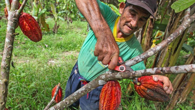 Agroideas ejecutó 396 intervenciones de proyecto de cacao a nivel nacional desde 2010 a la fecha