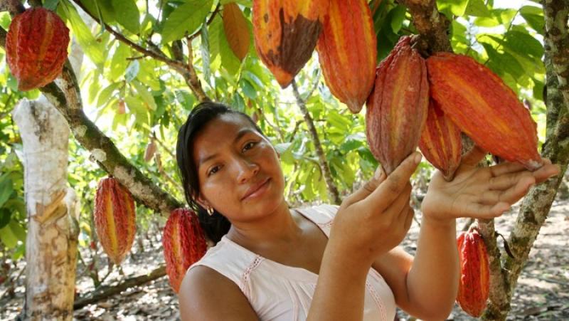 Agroideas otorgó financiamiento a más de 43 mil familias productoras en las cadenas de café, cacao y palma aceitera