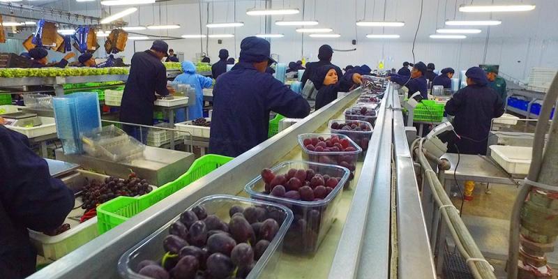 Agrokasa implementa sistema de refrigeración de amoniaco en planta de Ica