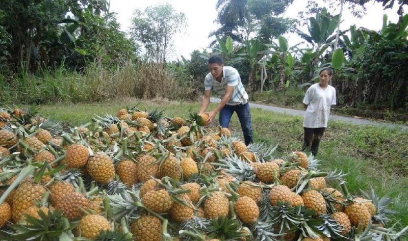 Agroquímicos en piñas del Perú podrían causar varias enfermedades crónicas