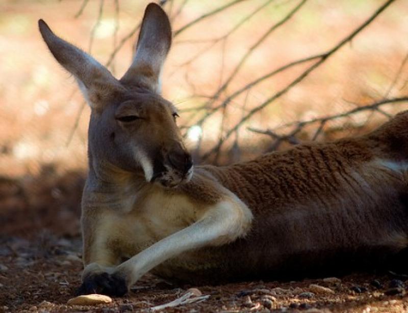 AHORA SE PUEDE IMPORTAR CARNE DE CANGURO A PERÚ
