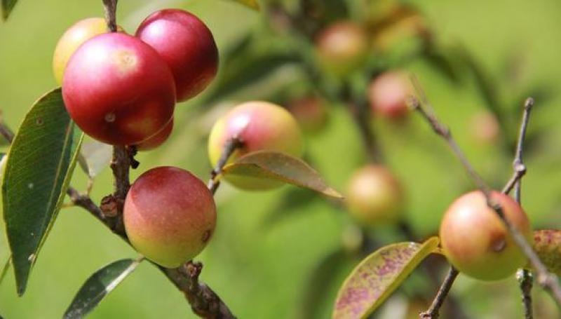 AJE y Gobierno británico ampliarán proyecto de bebidas de la selva peruana