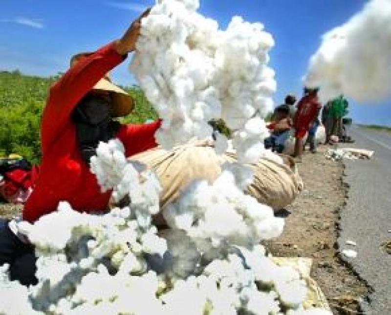 ALGODÓN TANGUIS ALCANZÓ  MÁXIMO PRECIO: S/ 259 POR QUINTAL