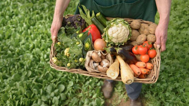 Alimentación mundial en riesgo por la caída de los nutrientes en los "suelos negros"