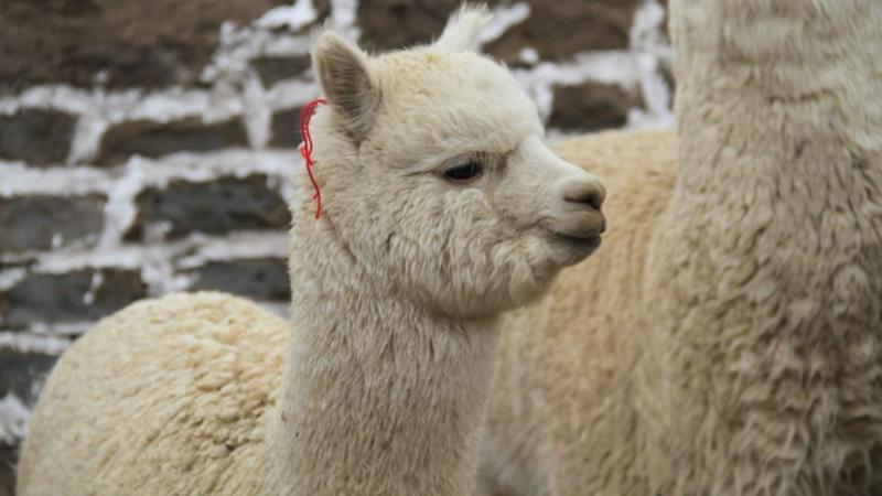 Alpacas infectadas con gripe aviar son detectadas por primera vez en granja de Estados Unidos