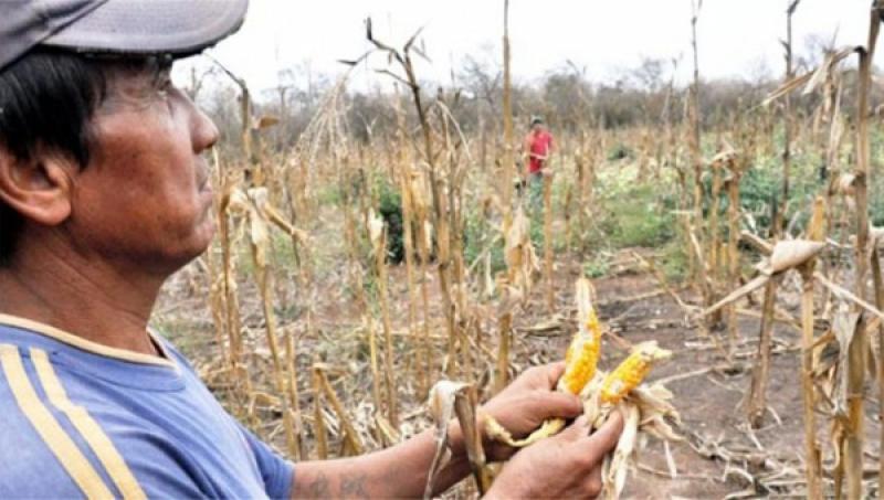 ALREDEDOR DE 3.500 HECTÁREAS DE CULTIVO PODRÍAN PERDERSE POR FALTA DE AGUA