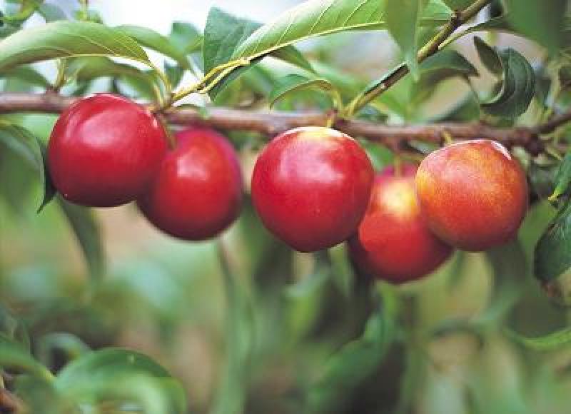 ALTERNATIVAS ECOLÓGICAS PARA PREVENIR EL BRAZO NEGRO DEL MANZANO