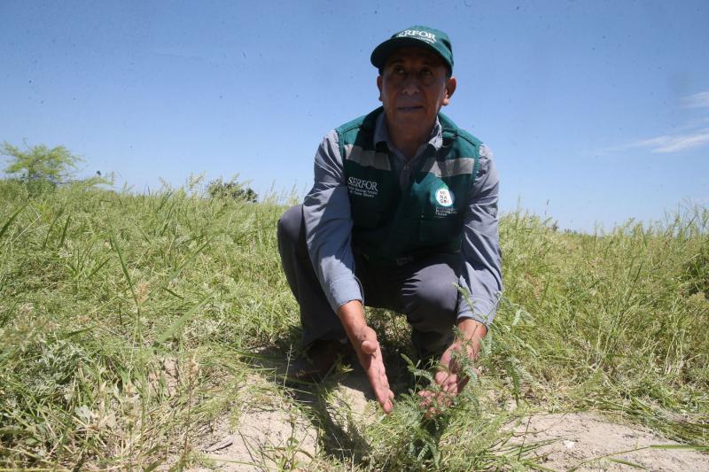 Alza de precio de los fertilizantes afectará la producción agrícola de Piura, pero no causará una crisis alimentaria