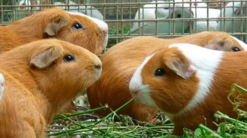 Amazonas: benefician a productoras con tecnologías para fortalecer la calidad genética del cuy