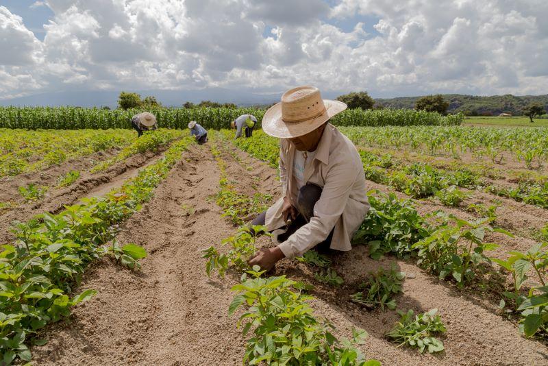 “América es la región del mundo que más ha desarrollado el tema de biocombustibles, tanto en producción como en uso o consumo”